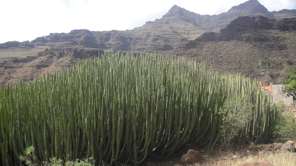 Casa El Pino Dom wakacyjny Mogán
